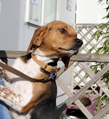 CHARLY - x beagle 2 ans 1/2 - Spa de Gennevilliers (92) Web_c793