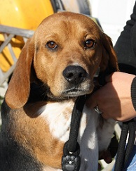 CHARLY - x beagle 2 ans 1/2 - Spa de Gennevilliers (92) Web_c794