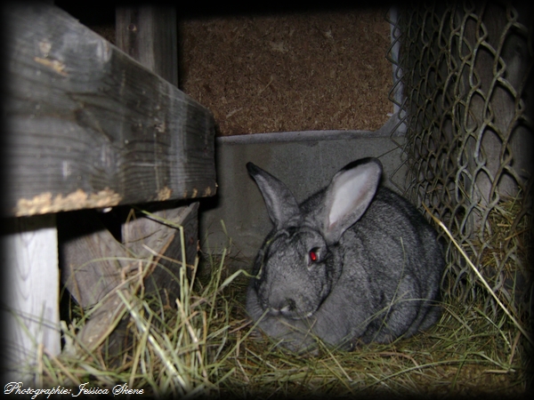 LApin géant des flandre a DONNER Dsc06413