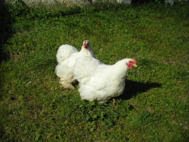 Mes Bantam de Pekin blanches Dscn2112