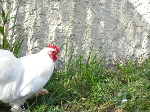 Mes Bantam de Pekin blanches Dscn2113