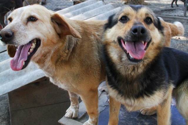 REXX- 9 ans - ancien chien de labo-refuge de Bella- Serbie 31975110