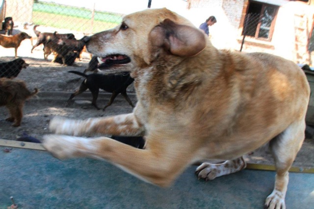 REXX- 9 ans - ancien chien de labo-refuge de Bella- Serbie 54409310