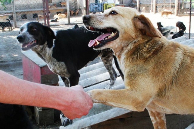 REXX- 9 ans - ancien chien de labo-refuge de Bella- Serbie Divg10