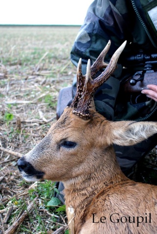 Mes sorties Chasse à l'approche - Saison 2011 / 2012 - Page 6 Dsc05614