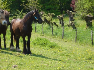 WALTERS BLACK SOVEREIGN !!!!!photos Arrive15