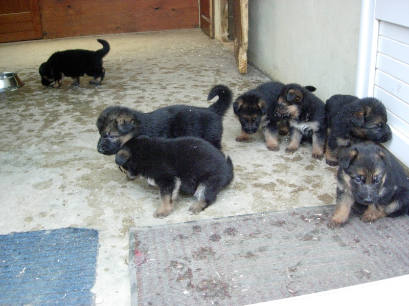 du nouveau au clos vauban Chiots10