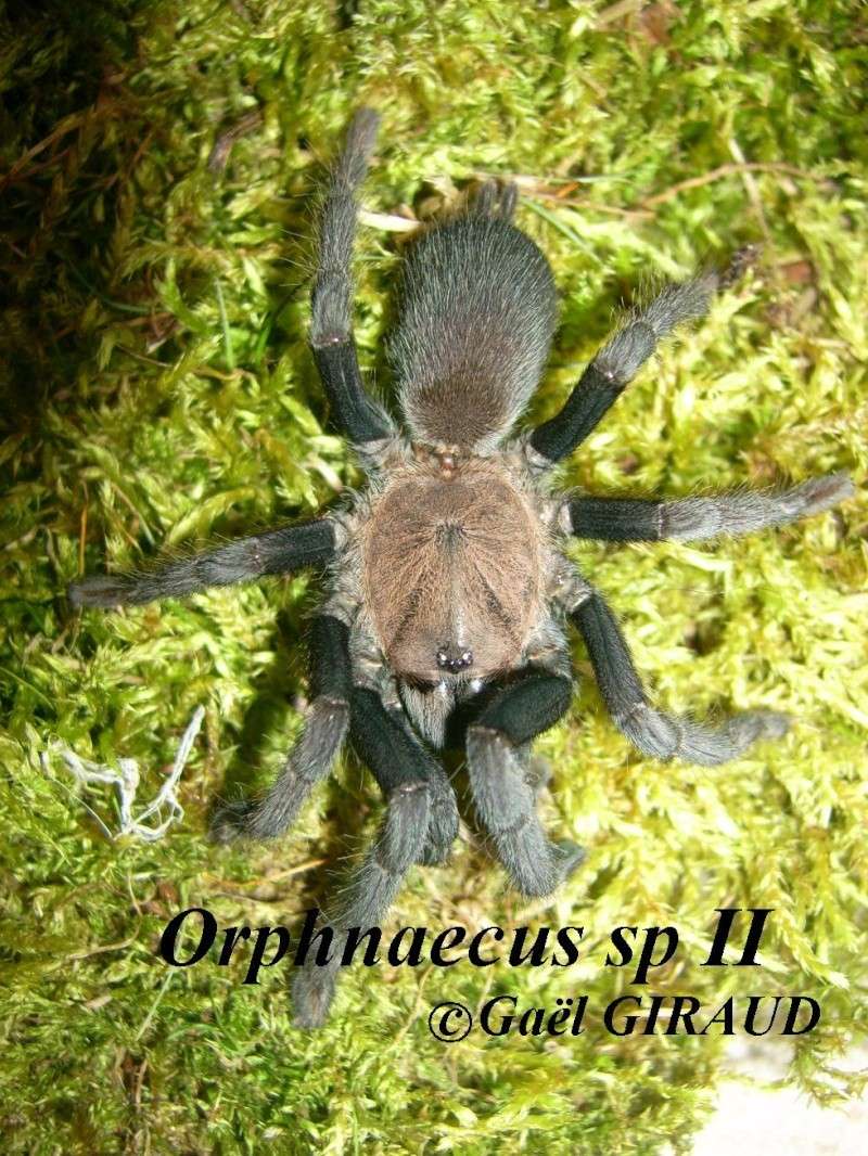 Quelques clichés d'arachnides... Dsci0410