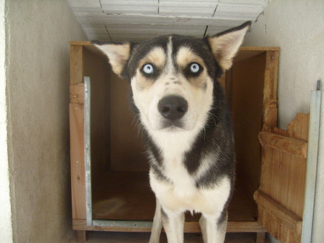 Trouvé husky male et croisé husky/ griffon petit male 211