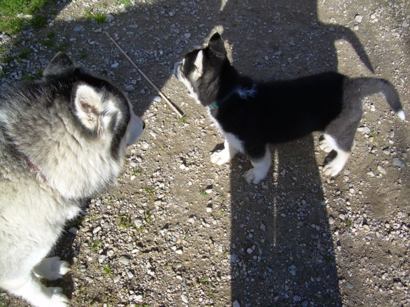 DEMON - Chiot husky retiré pour maltraitance - Page 2 A1110