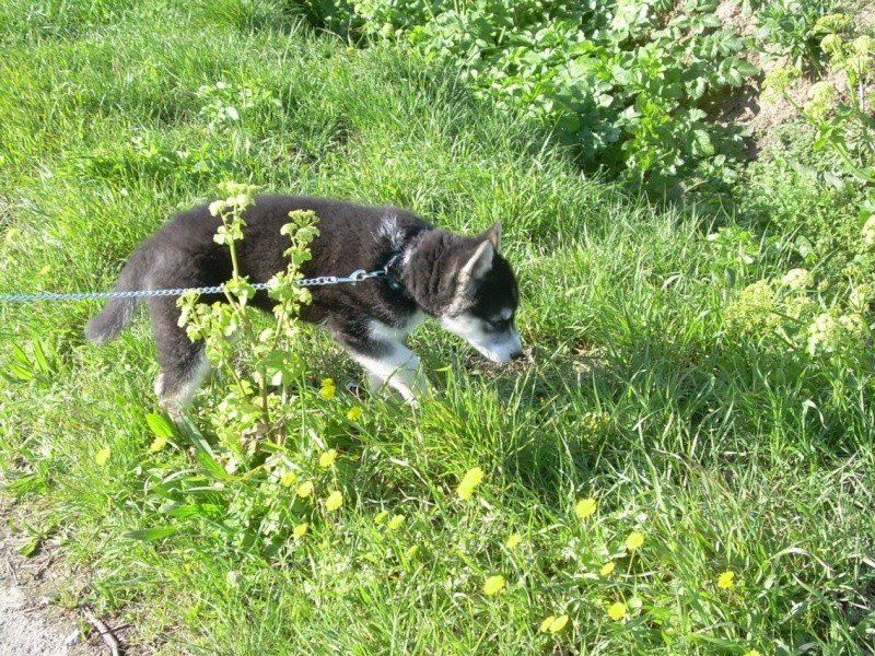 DEMON - Chiot husky retiré pour maltraitance - Page 2 A511