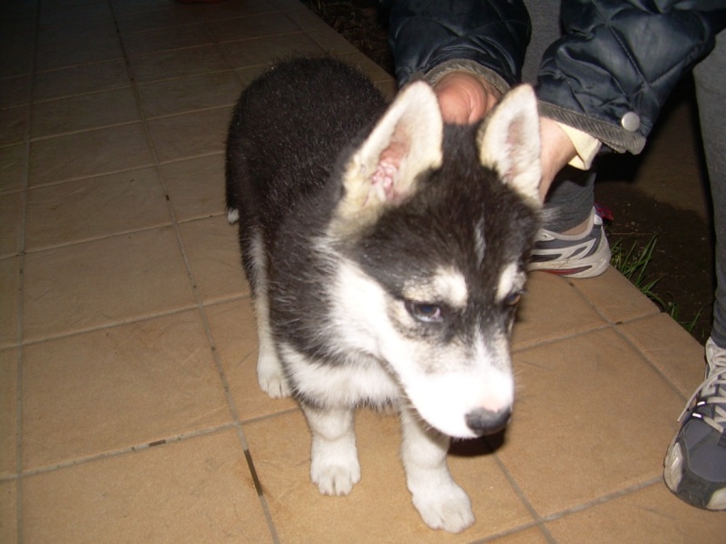 DEMON - Chiot husky retiré pour maltraitance B410