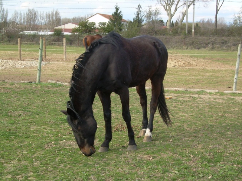 Mes 2 amours C110