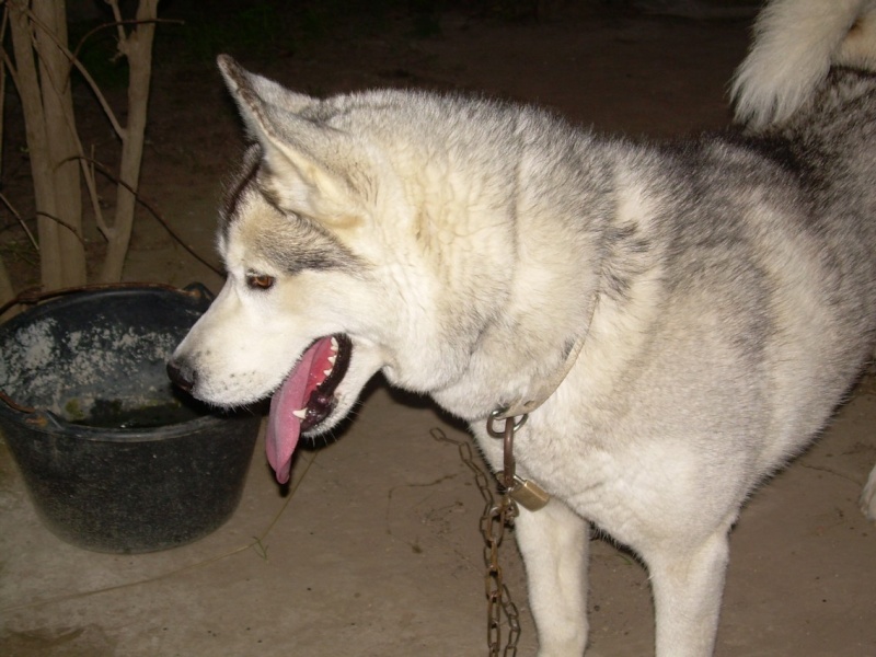 VOLK, husky de 3 ans dans l'aude (11) V610