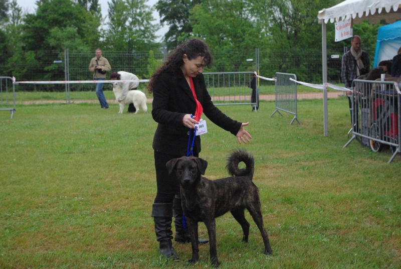 Quelle race de chien me correspondrait ? - Page 3 Imgp1613