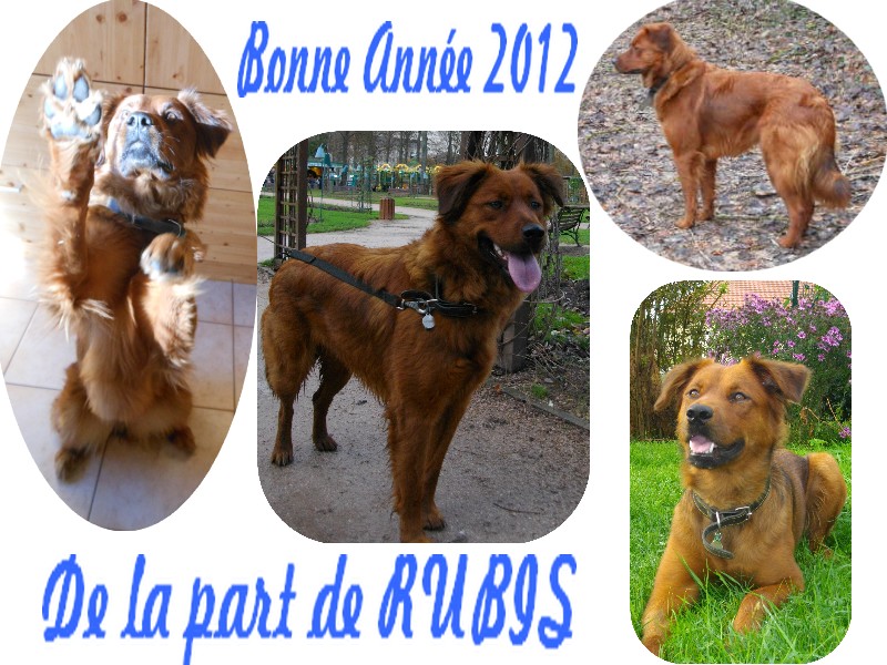 Rubis, croisée labrador de 2 ans environ en FA chez "sebro" (54) _bonne10