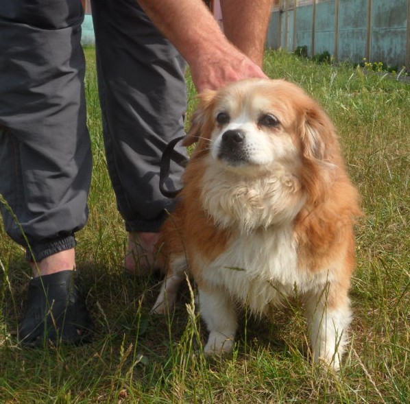 chiens à l'adoption se trouvant à la SPA de Dunkerque Xpekin10