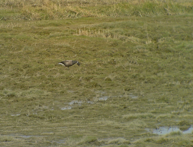 Vogelwaarnemingen buiten de KM - Pagina 4 Dsc00817