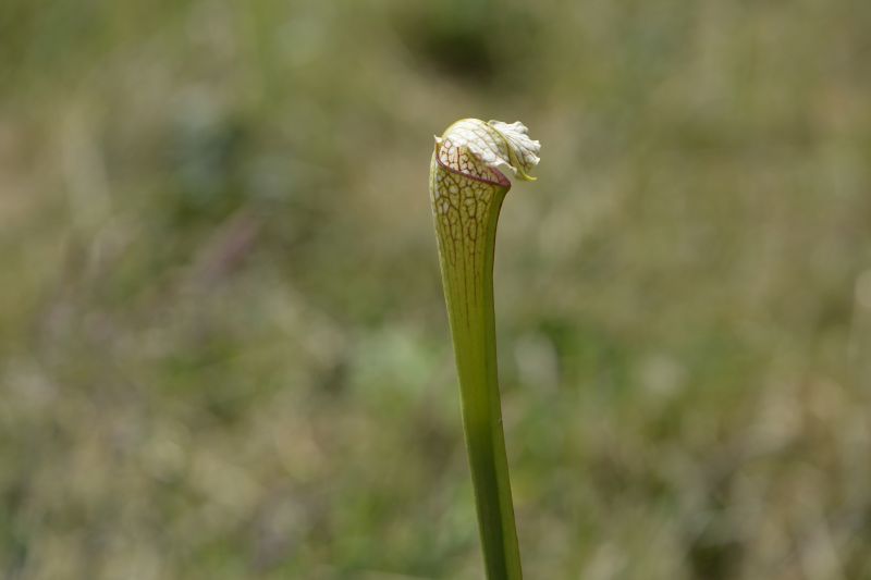 Hybrides de Sarracenia Sarrac33