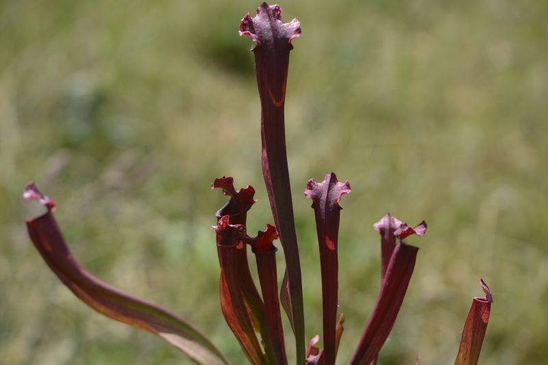 Hybrides de Sarracenia Sarrac34