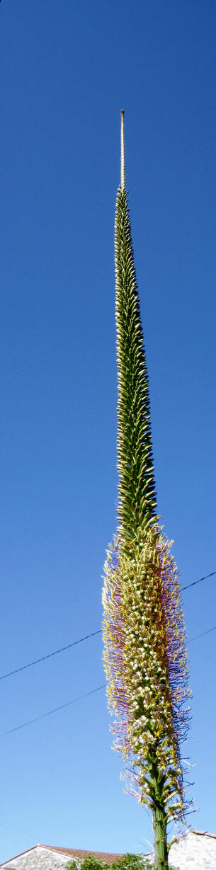 Agave filamentosa : le chant du cygne 23070811