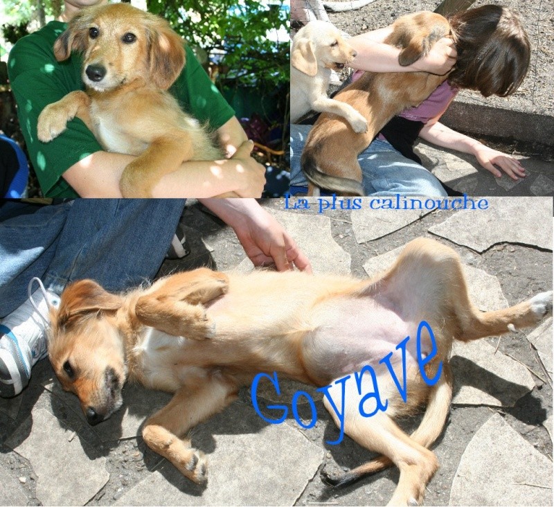 5 chiots petiite taille (40) Goyave10