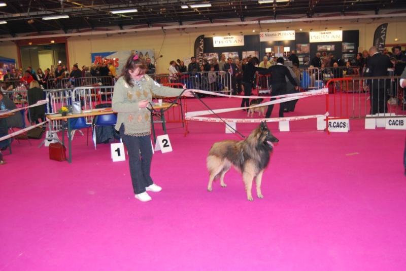 Nos chiens prennent la pose, statique exposition. - Page 4 Crysta10