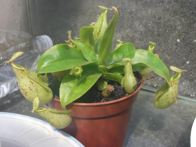 Nepenthes Cimg5910