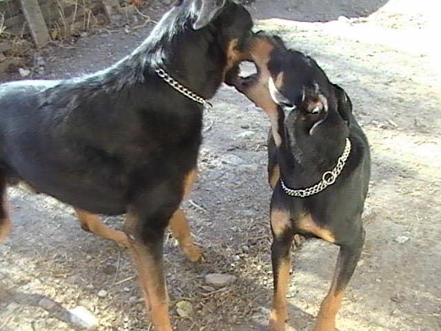 BRASCO, croisé beauceron de 2.5 ans dans le 05 (Fa Fréliane) Brasco20