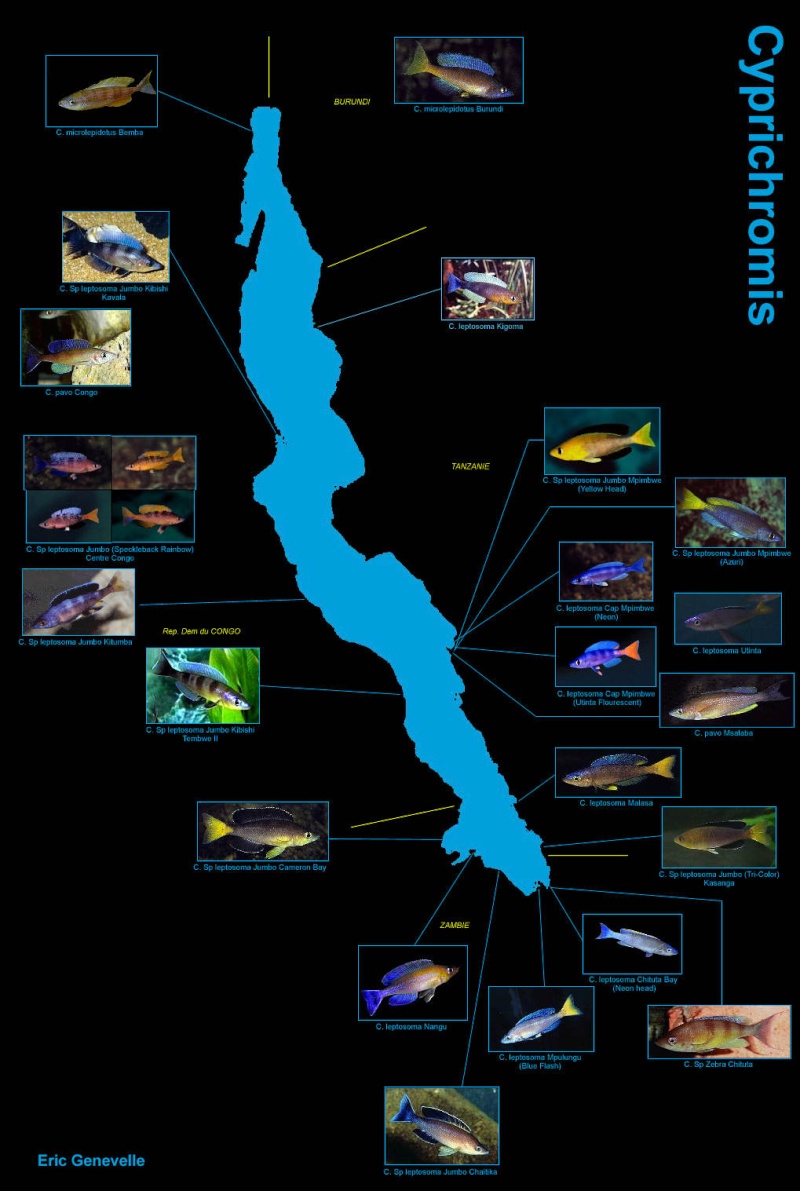 carte geographique des cyprichromis Carte_11