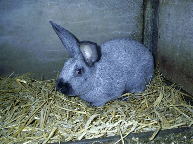 Mes lapins "Blancs de Hotot" Imag0524