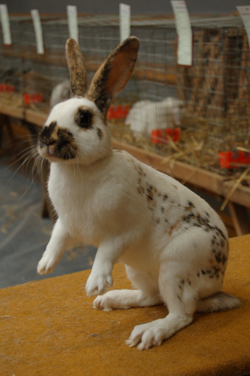 Mes lapins "Blancs de Hotot" Photo_12