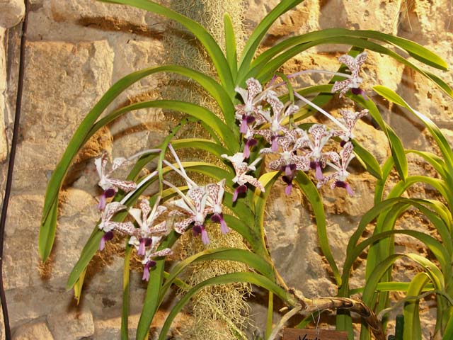 Un après-midi tropical ... à Vaucelles (Nord) Orchid34