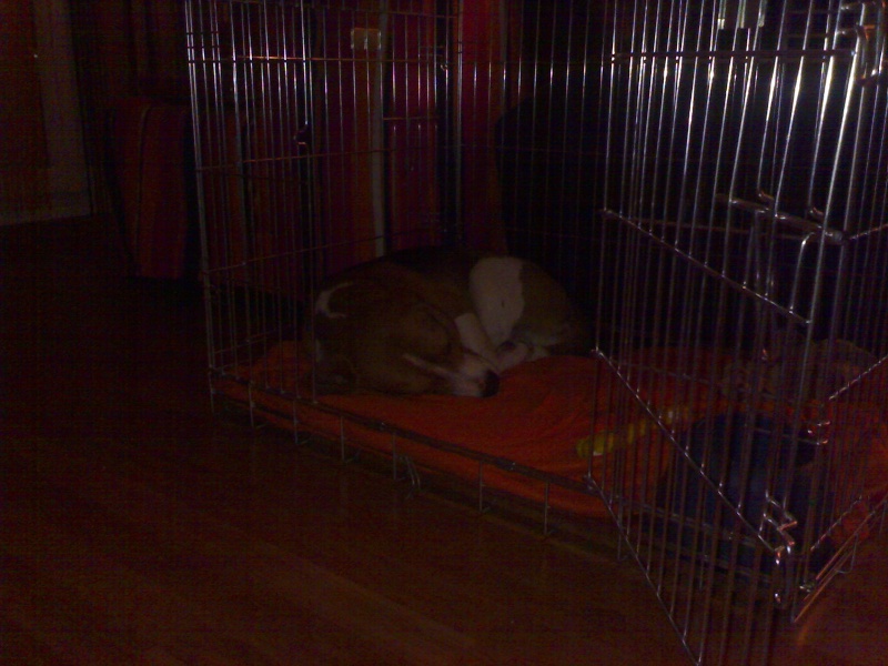 beagle de 7 mois a vendre 04112010