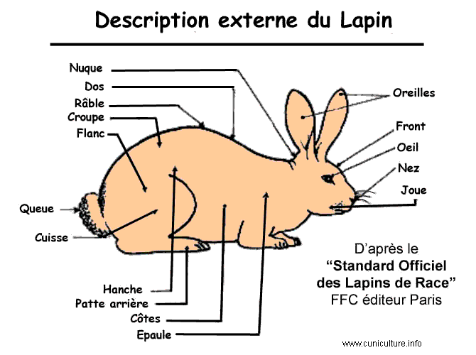Morphologie Lapin_10
