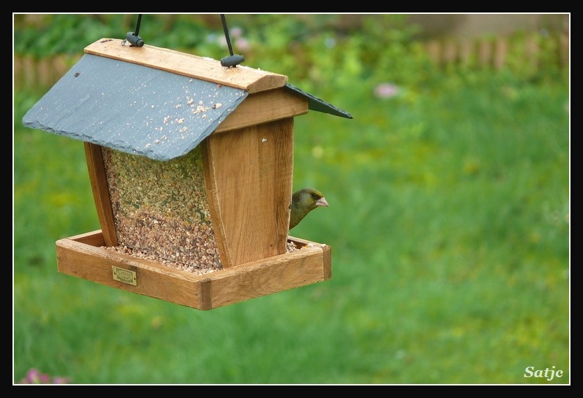 Des petits oiseaux, mais je ne sais pas ce que c'est 00610