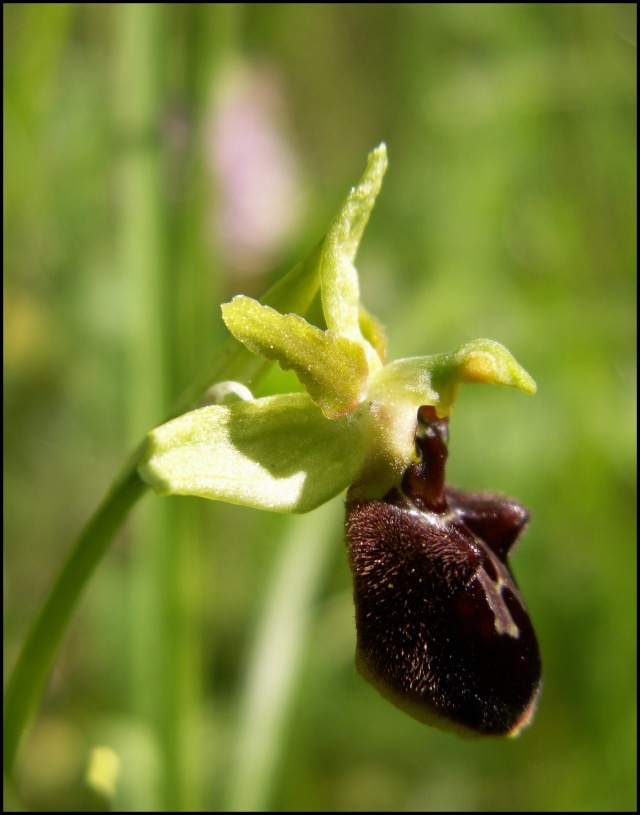 Ophrys aranifera ( = sphegodes , Ophrys araignée ) 33333310