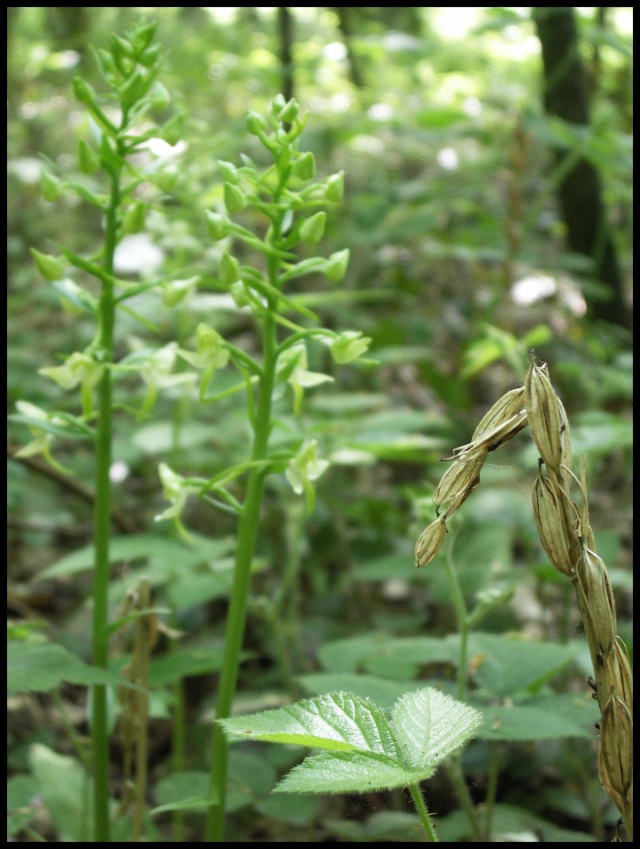 Platanthera chlorantha 6667810