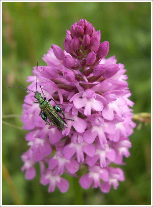 Anacamptis pyramidalis ( Orchis pyramidal ) 70810