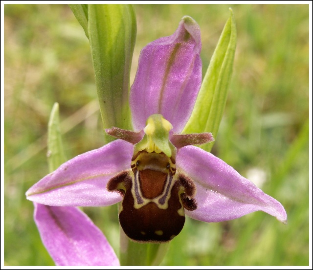 Ophrys apifera (Ophrys abeille ) 71110