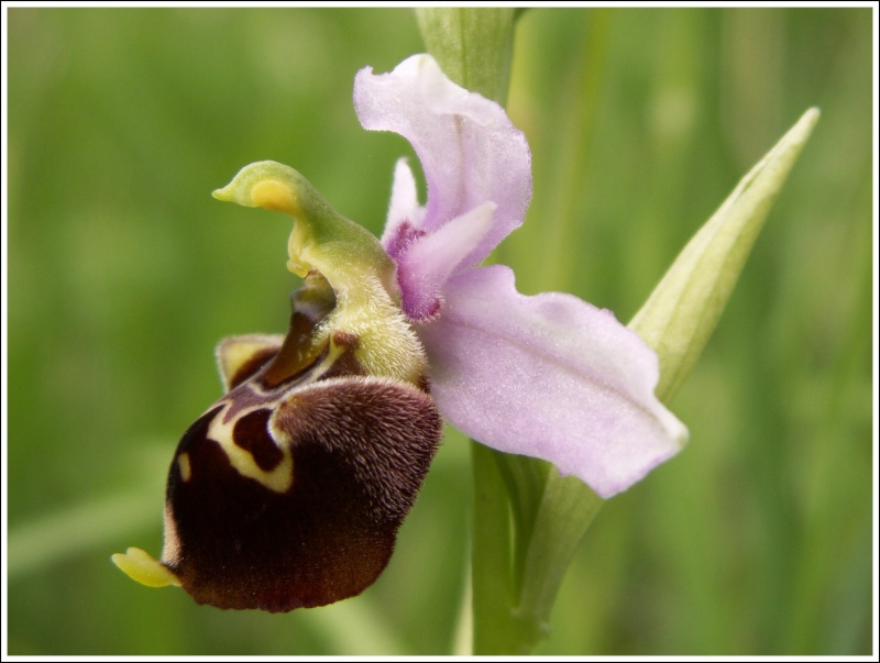 Ophrys fuciflora ( Ophrys frelon  ) 77010