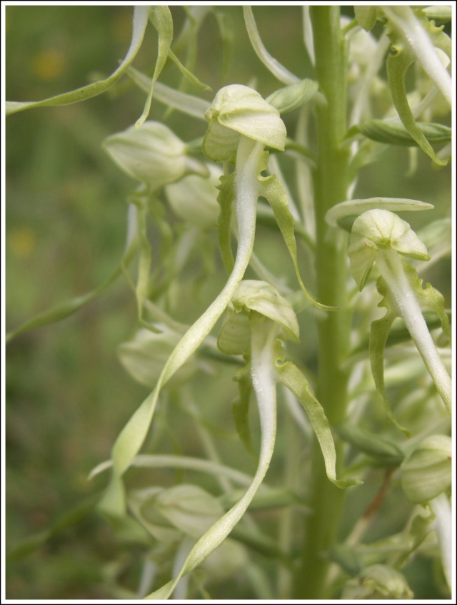 Himantoglossum hircinum  ( Orchis bouc ) 7775610