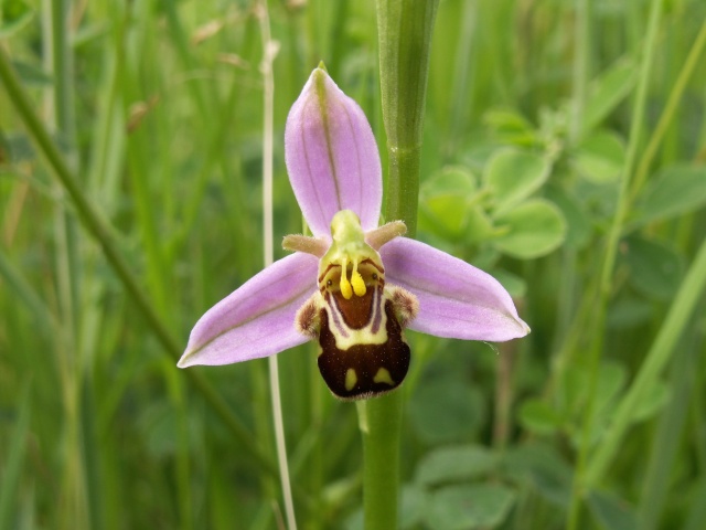 Ophrys apifera O_apif10