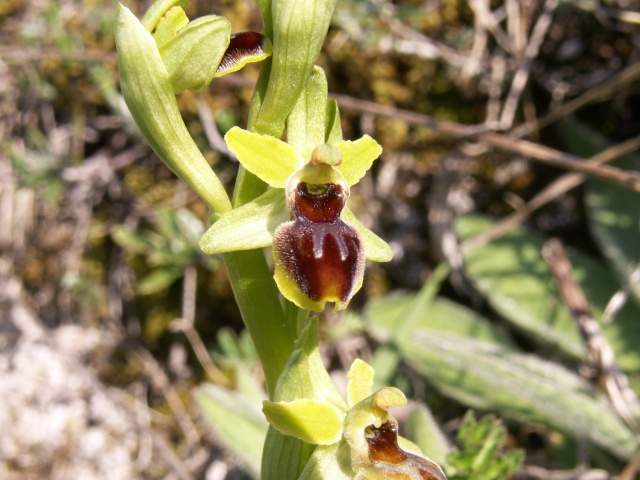 Ophrys araneola Pict1710