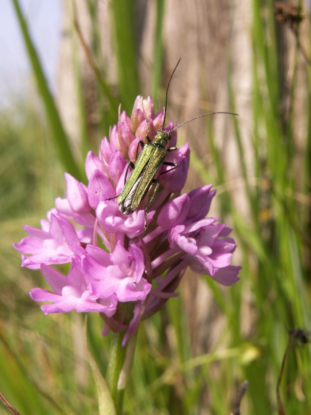 Insecte sur A.pyramidalis Pict3211