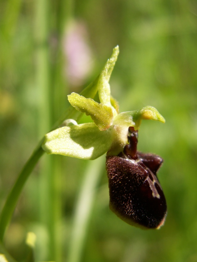 Ophrys aranifera Pict6617