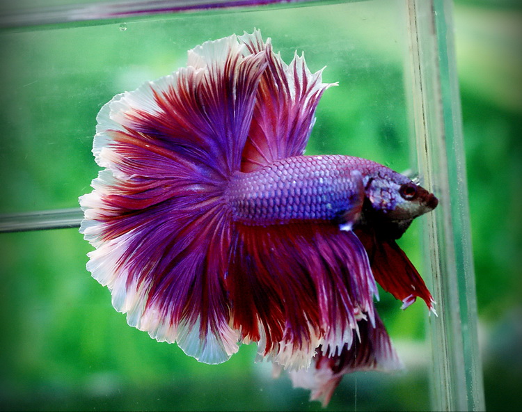 quel couleur pour ces bettas ???( Photos) Fwbett10