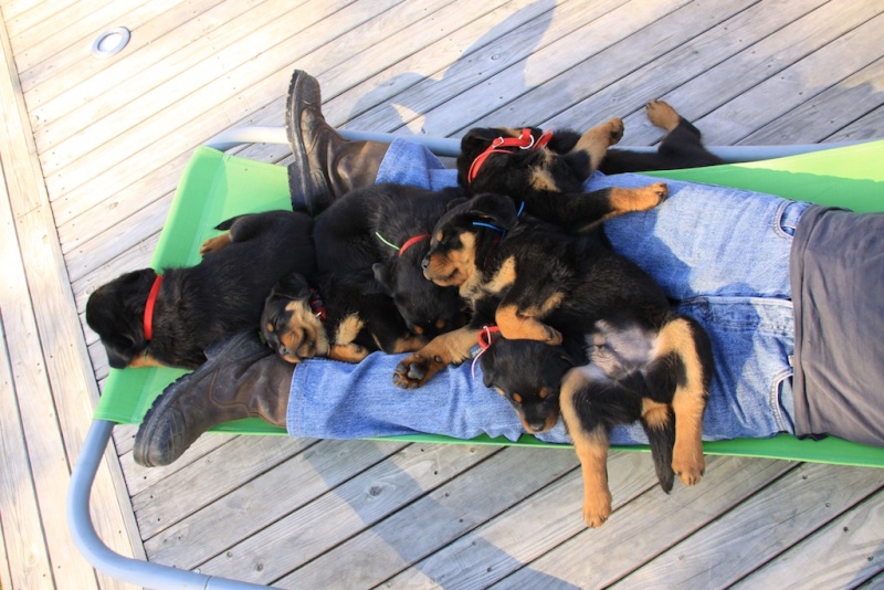 Chiots Rottweiler LOF : Dago Vom Türnleberg II x Bonny des Sentinelles des Libertés - Page 4 Chiot223