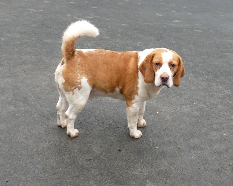DIOUCK, beagle mâle, 3 ans (59) Fop10153