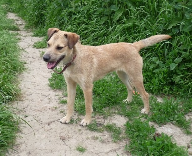 COCO - ratière 2 ans - Asso Vagabond (59) Fop11544